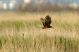 marsh harrier.... bruine kiekendief