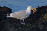 herring gull.... zilvermeeuw