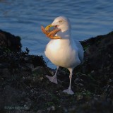 herring gull.... zilvermeeuw