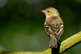 chaffinch.... vink