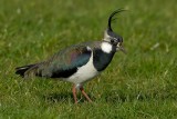 northern lapwing.... kievit