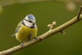 blue tit.... pimpelmees