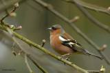 chaffinch.... vink