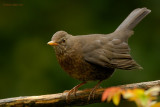 blackbird.... merel