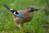 eurasian jay.... vlaamse gaai