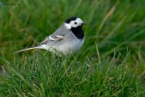 white wagtail.... witte kwikstaart