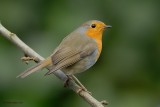 robin.... roodborst