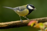 great tit.... koolmees