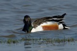 northern shoveler.... slobeend