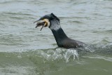 great cormorant.... aalscholver