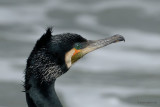 great cormorant.... aalscholver