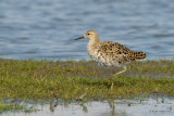 ruff.... kemphaan