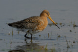 black-tailed godwit.... grutto