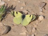 Greenish black-tip