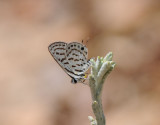 Little tiger blue