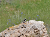 Finschs wheatear