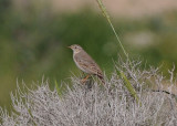 Long-billed pipit