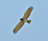 Short-toed eagle