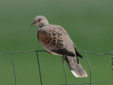 Turtle dove