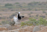 Houbara´s bustard