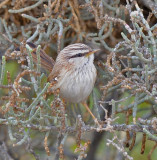 Scrub warbler