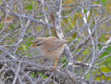 Scrub warbler