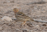 Red-throated pipit