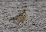 Red-throated pipit