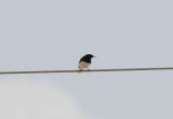 Hooded wheatear