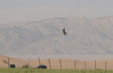 Pallid harrier