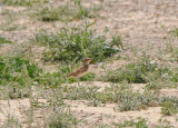 Bimaculated lark