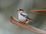 Woodchat shrike