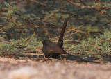 Black-bush robin Holland park