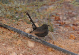 Black-bush robin Holland park