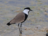 Spur-winged plower