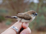 Indian silverbill