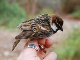 Spanish sparrow