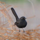 Black-Bush Robin in Yotvata