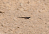 Black-Bush Robin in Shizzafon