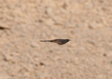 Black-Bush Robin in  Shizzafon