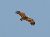 Steppe eagle 4k+