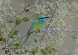 Little-green bee-eater