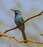 Little-green bee-eater