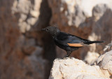 Tristrams starling