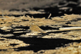 Egyptian nightjar at Yotvata