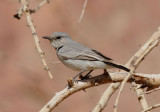 Blackstart