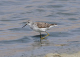 Marsh Sandpiper