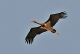 Black stork