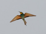 European- Bee eater