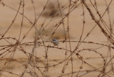 Ruppells warbler female in dangerous area.